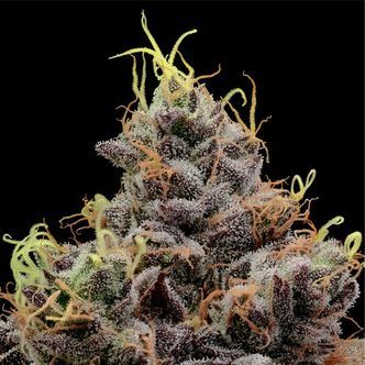 Think Tank (Anesia Seeds) Feminisoidut