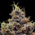 Think Tank (Anesia Seeds) Feminisoidut