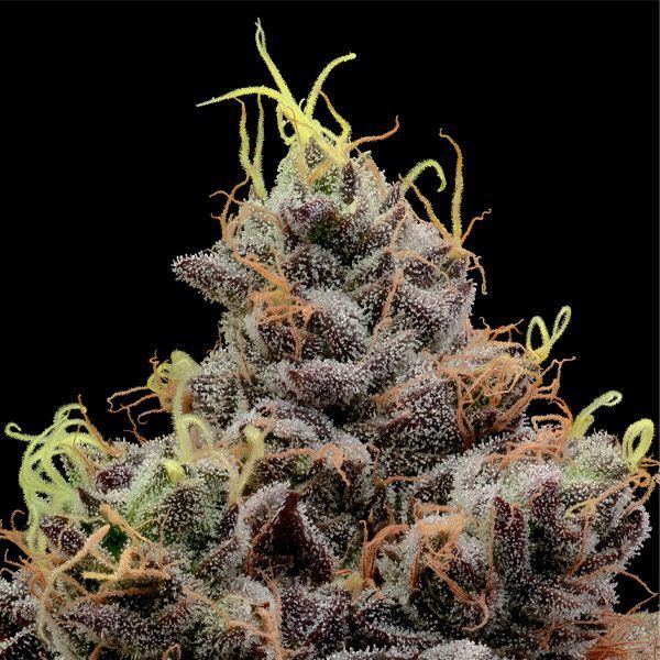 Think Tank (Anesia Seeds) Feminisoidut
