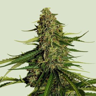 Gaia F1 Auto (Royal Queen Seeds) feminisoitu