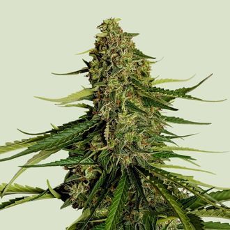 Gaia F1 Auto (Royal Queen Seeds) Feminisoidut