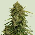 Atlas F1 Auto (Royal Queen Seeds) Feminisoidut