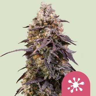 Sticky Queen (Royal Queen Seeds) Feminisoidut