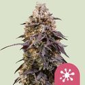 Sticky Queen (Royal Queen Seeds) Feminisoidut
