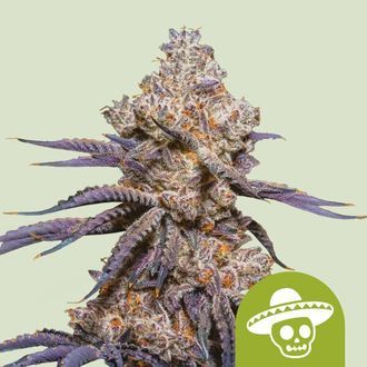 Mexican Rush Auto (Royal Queen Seeds) Feminisoidut