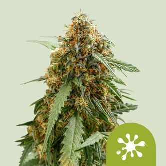sticky queen auto (royal queen seeds) feminisoidut