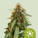 Sticky Queen Auto (Royal Queen Seeds) Feminisoidut