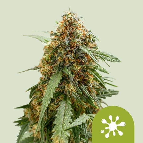Sticky Queen Auto (Royal Queen Seeds) Feminisoidut