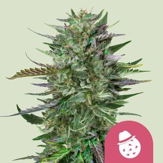 Do-Si-Dos (Royal Queen Seeds) feminisoitu