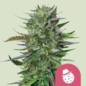 Do-Si-Dos (Royal Queen Seeds) Feminisoidut