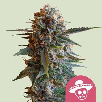 Mexican Rush (Royal Queen Seeds) Feminisoidut