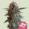 Mexican Rush (Royal Queen Seeds) Feminisoidut