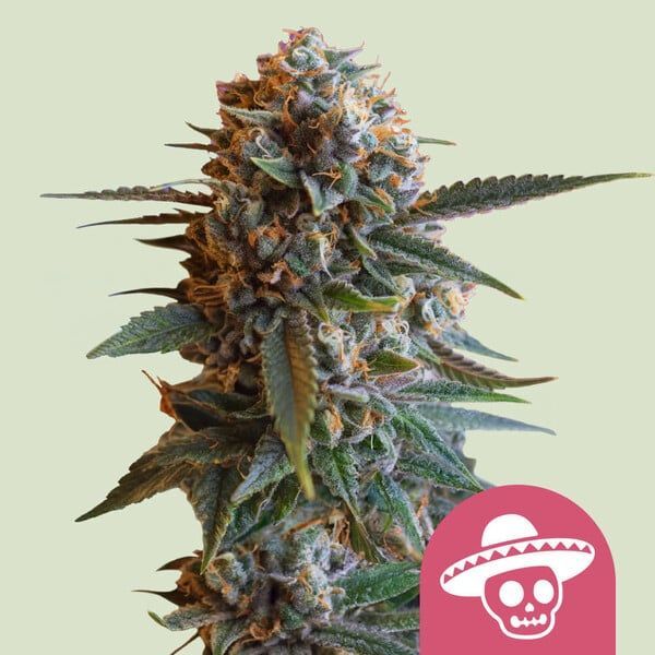 Mexican Rush (Royal Queen Seeds) Feminisoidut