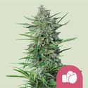 Purple Punch (Royal Queen Seeds) Feminisoidut