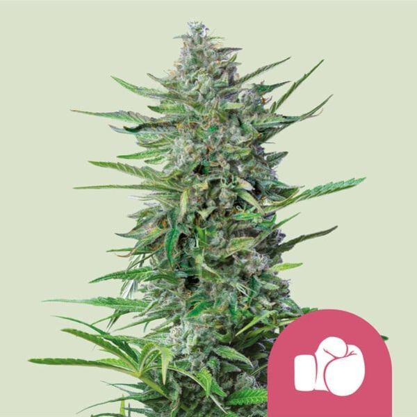 Purple Punch (Royal Queen Seeds) Feminisoidut