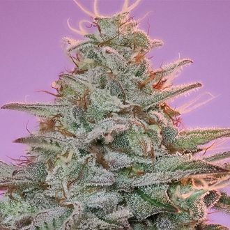 Sinai (Anesia Seeds) Feminisoidut