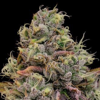 Chaos Cake Auto (Anesia Seeds) Feminisoidut