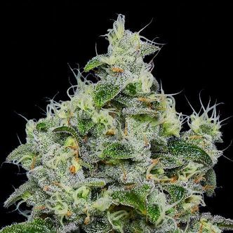 Dankberry Auto (Anesia Seeds) feminisoitu
