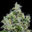 Dankberry Auto (Anesia Seeds) Feminisoidut