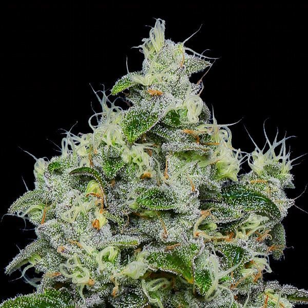 Dankberry Auto (Anesia Seeds) Feminisoidut