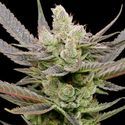 Glowberry Rush Auto (Anesia Seeds) Feminisoidut