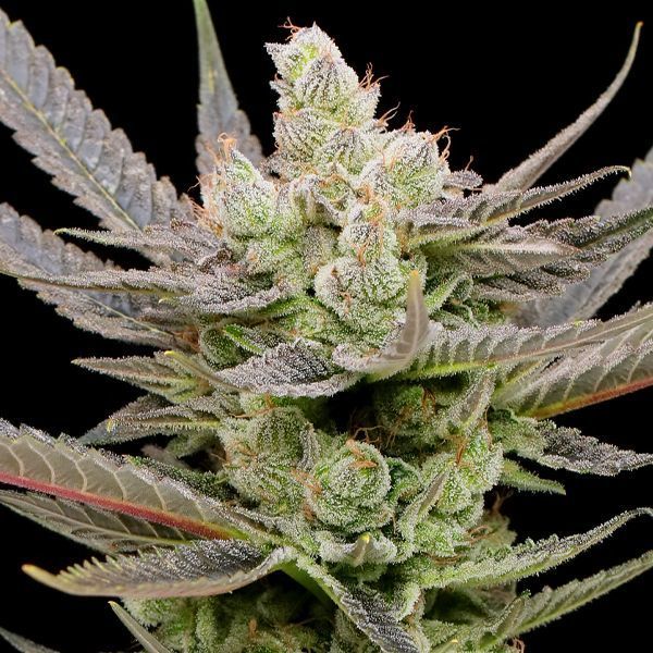 Glowberry Rush Auto (Anesia Seeds) Feminisoidut