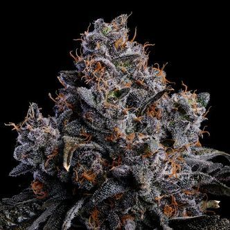 Grape Pop Rocks Auto (Anesia Seeds) Feminisoidut kannabiksen siemenet