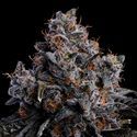 Grape Pop Rocks Auto (Anesia Seeds) Feminisoidut