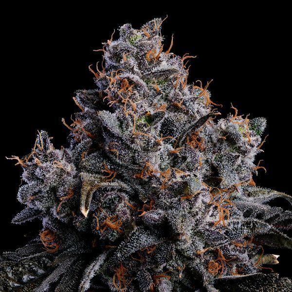 Grape Pop Rocks Auto (Anesia Seeds) Feminisoidut