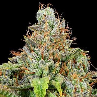 Sticky Boof Auto (Anesia Seeds) Feminisoidut
