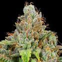 Sticky Boof Auto (Anesia Seeds) Feminisoidut
