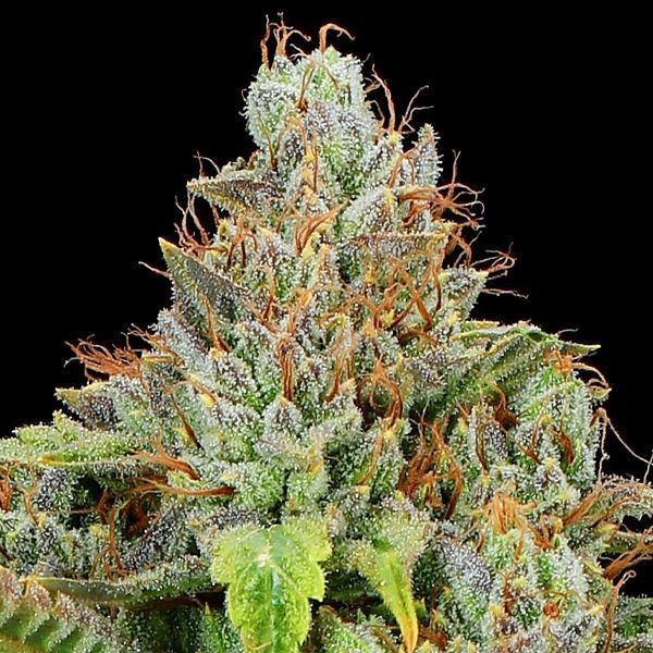 Sticky Boof Auto (Anesia Seeds) Feminisoidut
