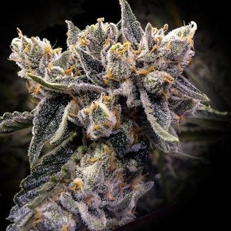 Bruised Banana (DNA Genetics) Feminisoidut