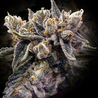Bruised Banana (DNA Genetics) Feminisoidut