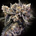 Bruised Banana (DNA Genetics) Feminisoidut