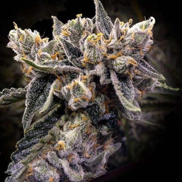 Bruised Banana (DNA Genetics) Feminisoidut