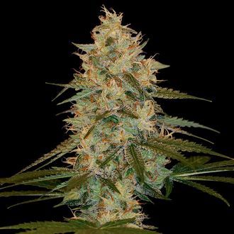 Chocolope Kush (DNA Genetics) Feminisoidut