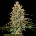 Chocolope Kush (DNA Genetics) Feminisoidut