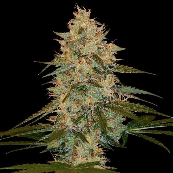Chocolope Kush (DNA Genetics) Feminisoidut