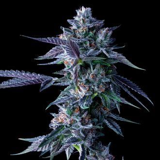 Chocolope (DNA Genetics) Feminisoidut