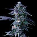 Chocolope (DNA Genetics) Feminisoidut