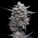 HG23 eli Michael Jordan (DNA Genetics) Feminisoidut
