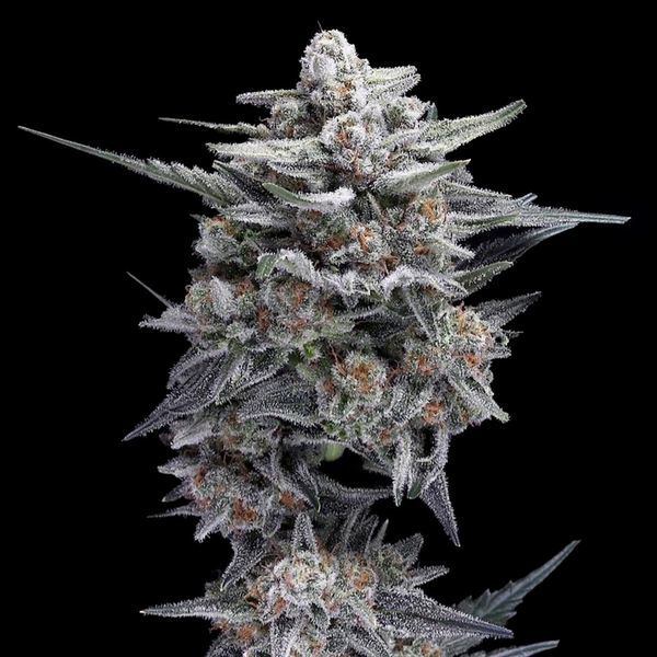 HG23 eli Michael Jordan (DNA Genetics) Feminisoidut