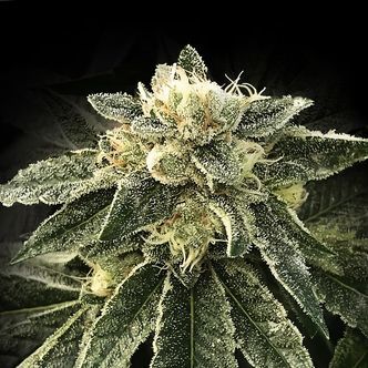 White Chocolope (DNA Genetics) feminisoidut