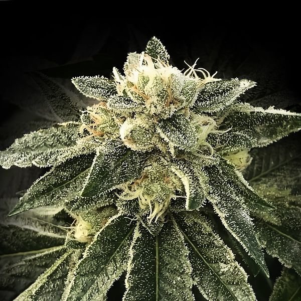 White Chocolope (DNA Genetics) Feminisoidut