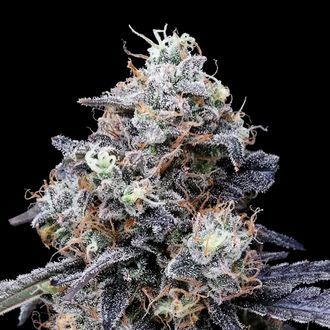 MACmelon Auto (DNA Genetics) Feminisoidut