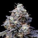 MACmelon Auto (DNA Genetics) Feminisoidut