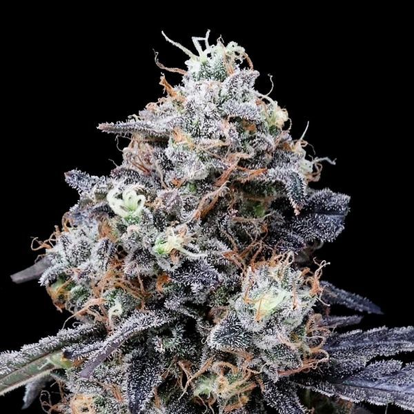 MACmelon Auto (DNA Genetics) Feminisoidut