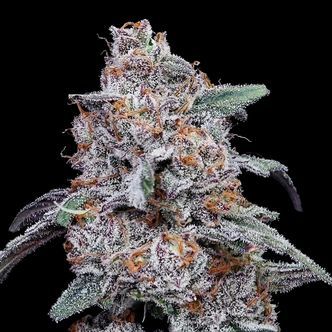 Purple People Eater Auto (DNA Genetics) feminisoitu