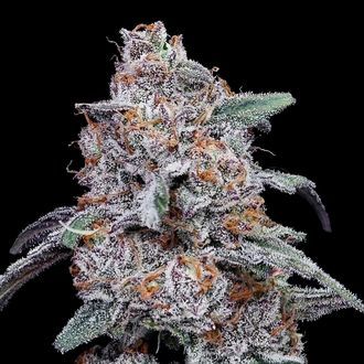 Purple People Eater Auto (DNA Genetics) Feminisoidut